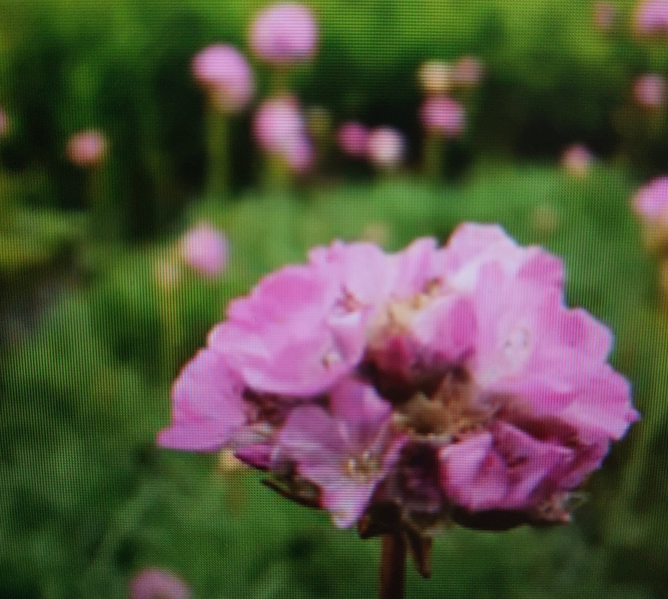 Grasnelke (Armeria maritima)