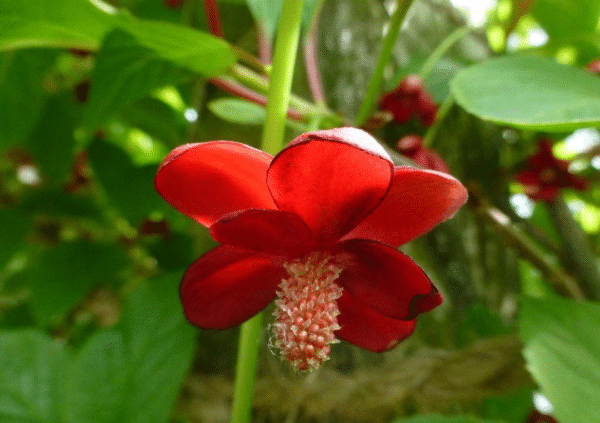 Schizandra 2 Klanopraška červenokvětá (Schisandra rubriflora) - tmavě karmínové květy na dlouhých stopkách