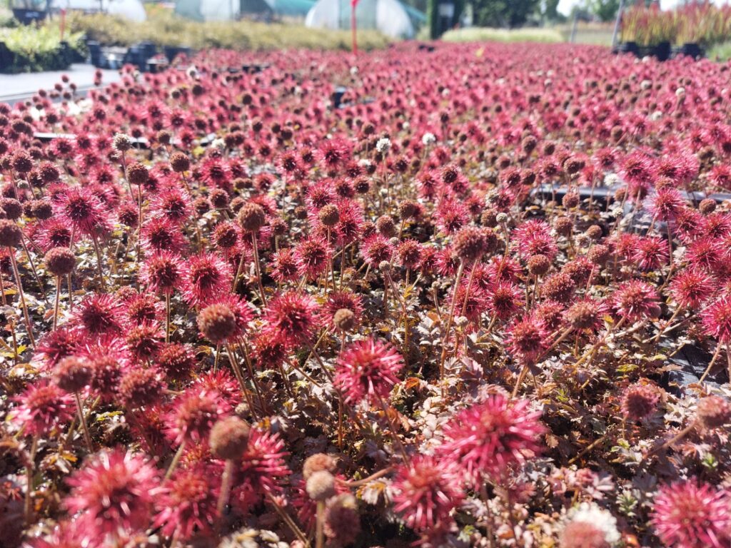 Acaena microphylla