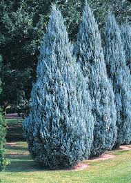 Jalovec skalní - Juniperus scopulorum