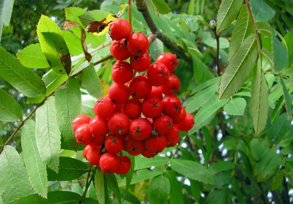 Jeřáb moravský sladkoplodý - Sorbus aucuparia var. moravica