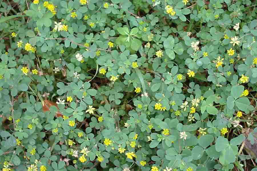 Jetel pochybný - Trifolium dubium