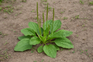Nejčastější plevely v trávníku a jak se jich zbavit 6 Jitrocel větší (Plantago major)
