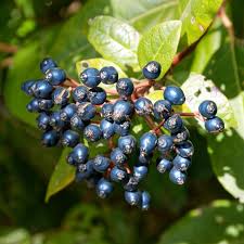 Kalina modroplodá plody - Viburnum tinus