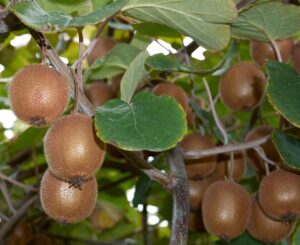 Kiwi Aktinidie cinska Actinidia chinensis