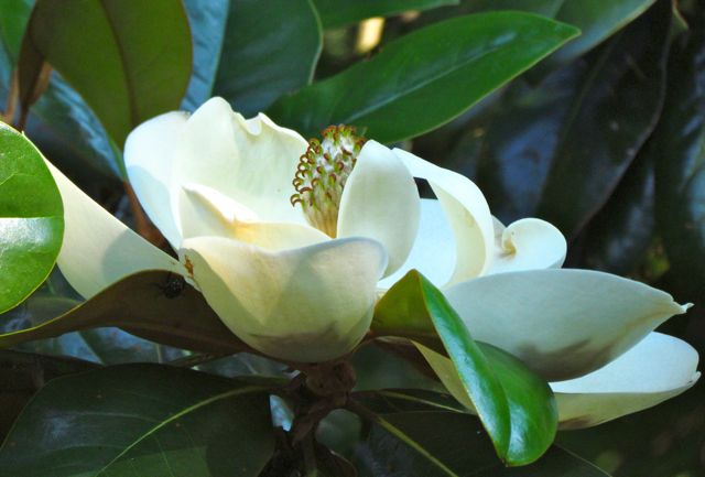 Šácholan přišpičatělý - Magnolia acuminata