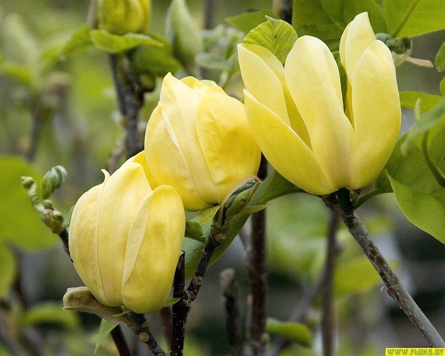 Magnolie žlutá