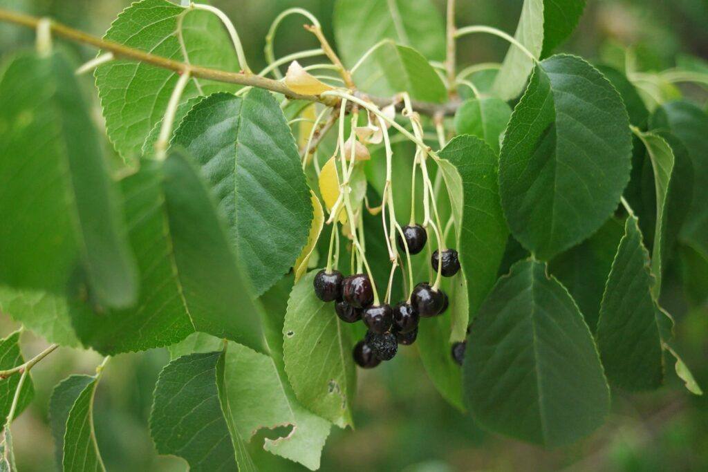 Mahalebka obecná - Prunus mahaleb