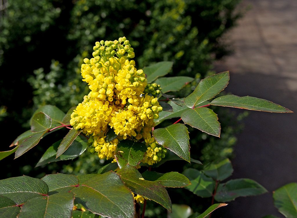 Mahónie 2 Mahónie cesmínolistá (Mahonia aquifolium)
