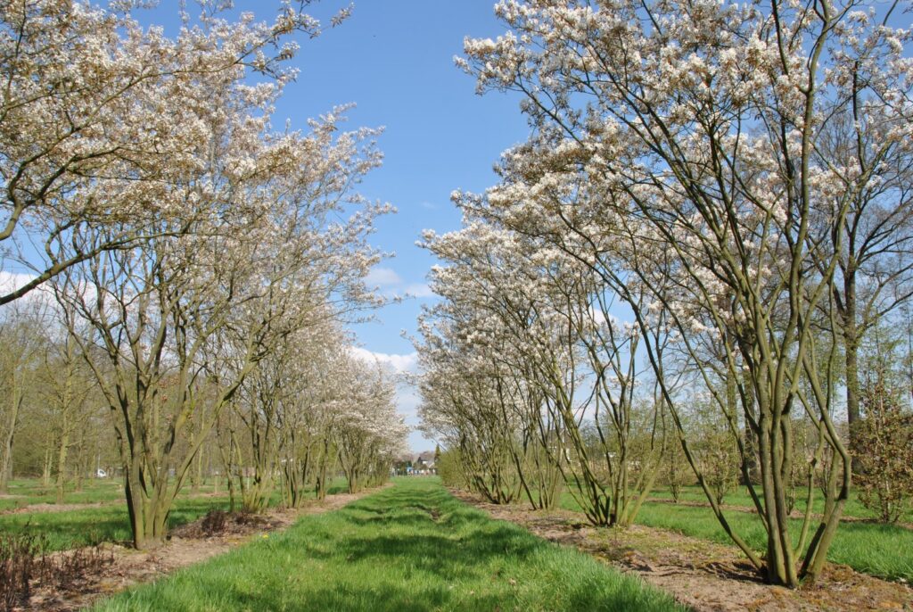 Muchovník 3 Muchovník Lamarckův (Amelanchier lamarckii)