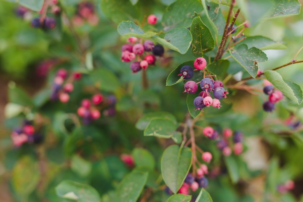 Muchovník 4 Muchovník kanadský (Amelanchier canadensis)
