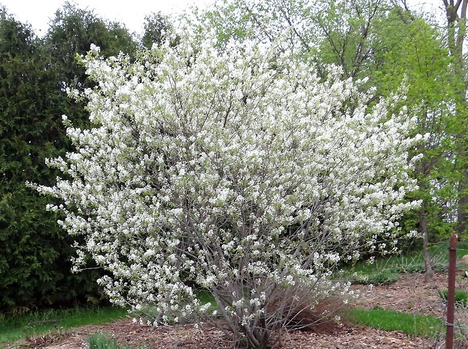 Muchovník 2 Muchovník olšolistý (Amelanchier alnifolia)