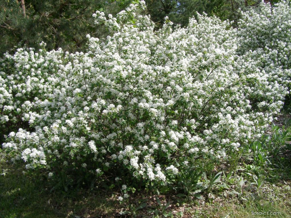 Muchovník 5 Muchovník oválný (Amelanchier ovalis)