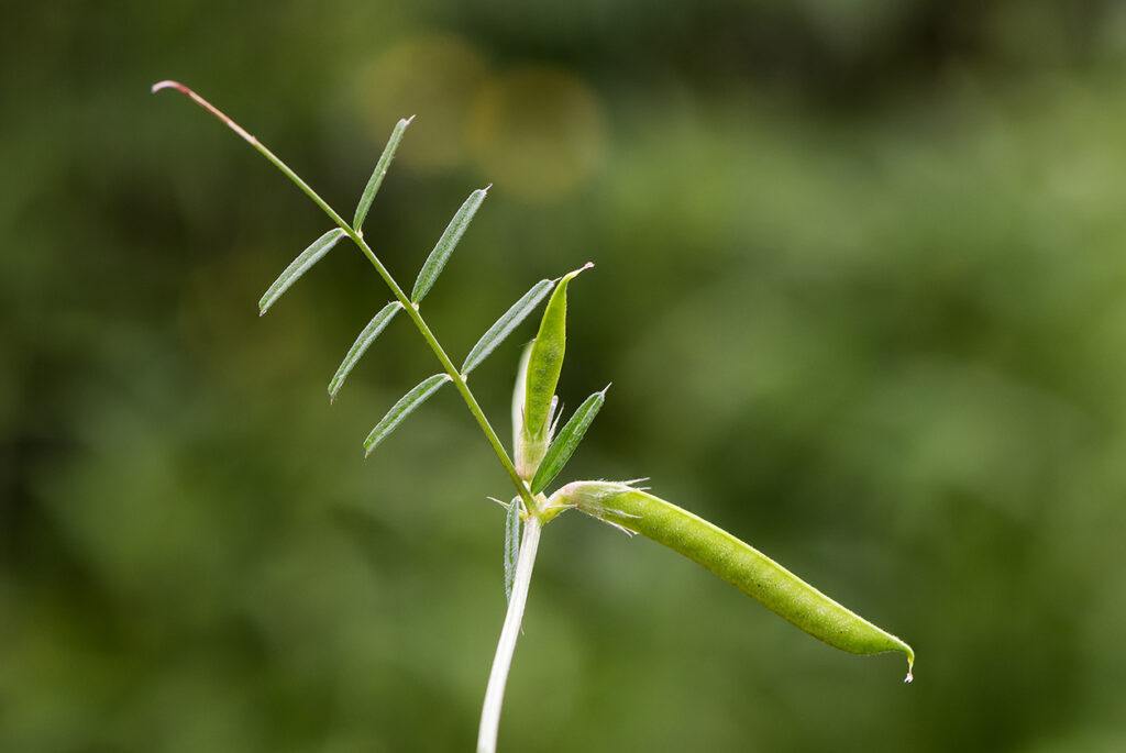 Vikev úzkolistá - Vicia angustifolia