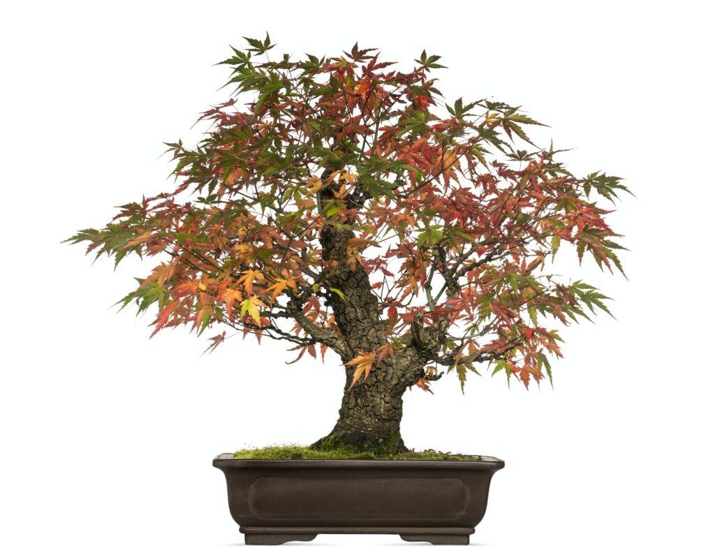 Javor japonský bonsai - Acer japonicum