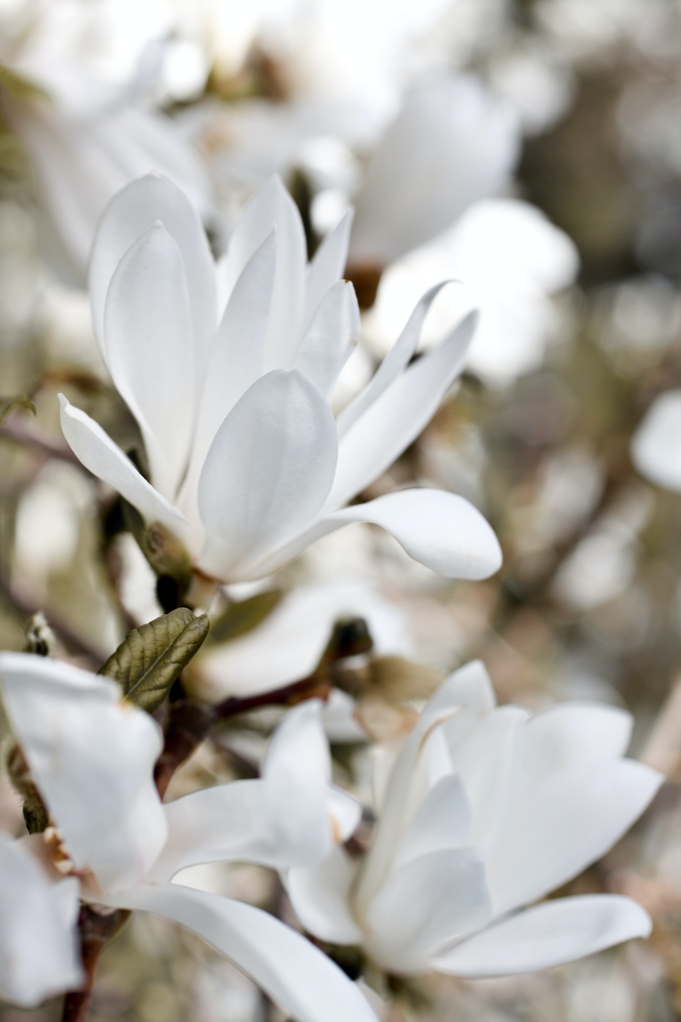 Šácholan japonský - Magnolia kobus