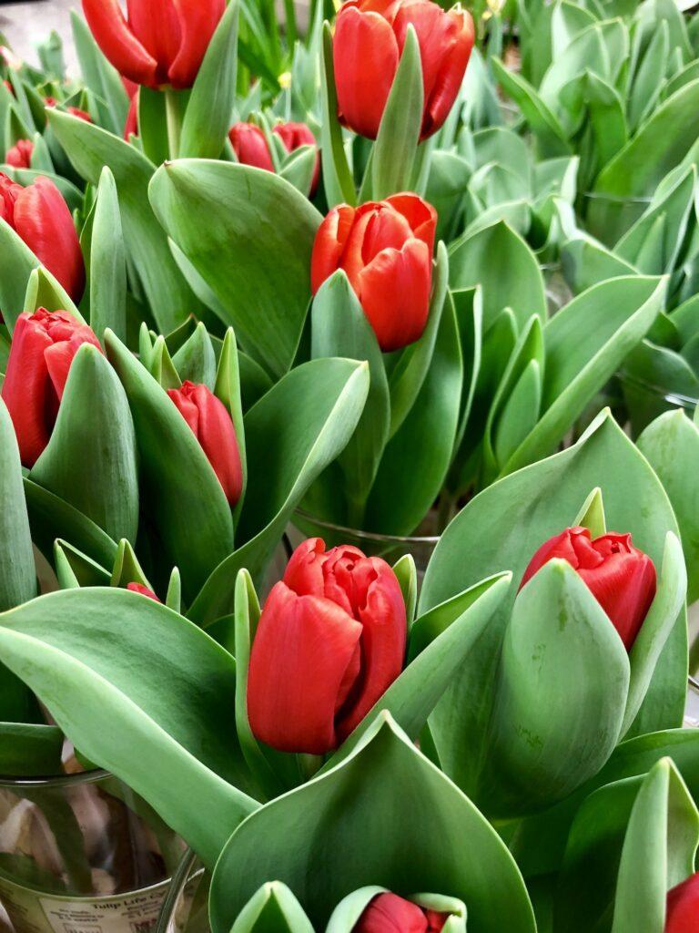 Červené tulipány se žíhanými listy