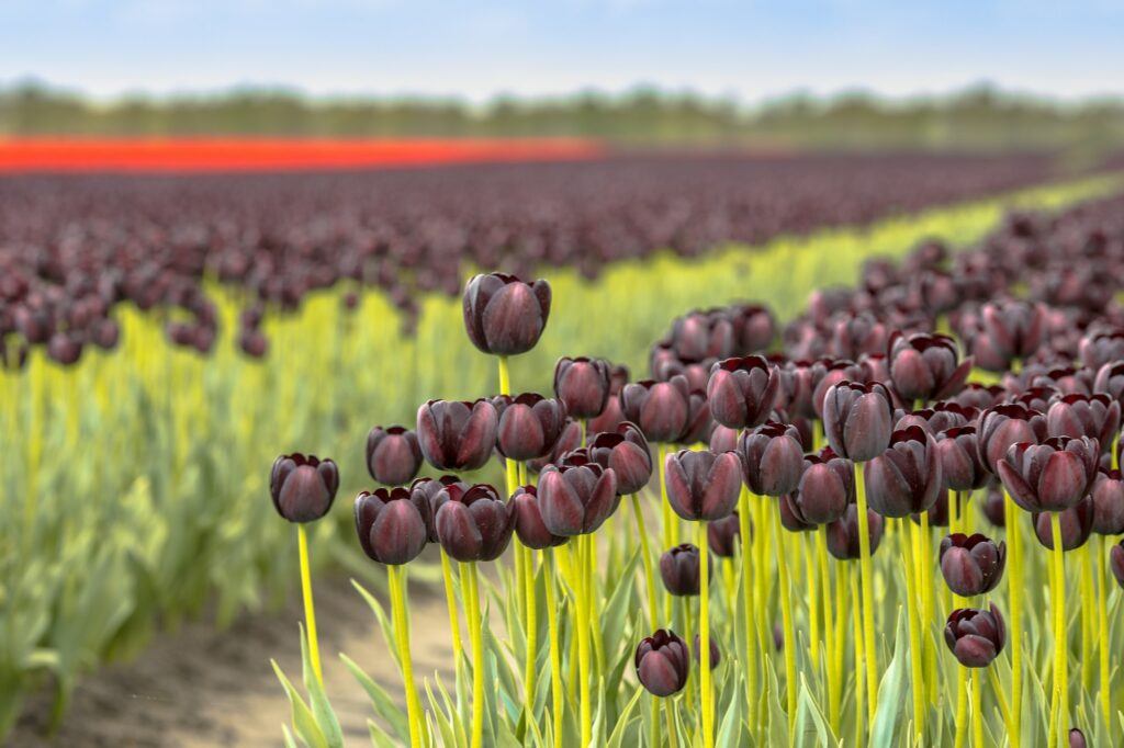 Černý tulipán
