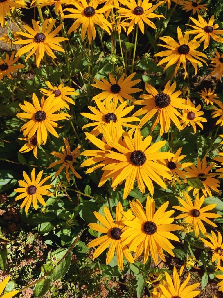 Blooming Rudbeckia. Natural summer background with blossoming yellow flowers.