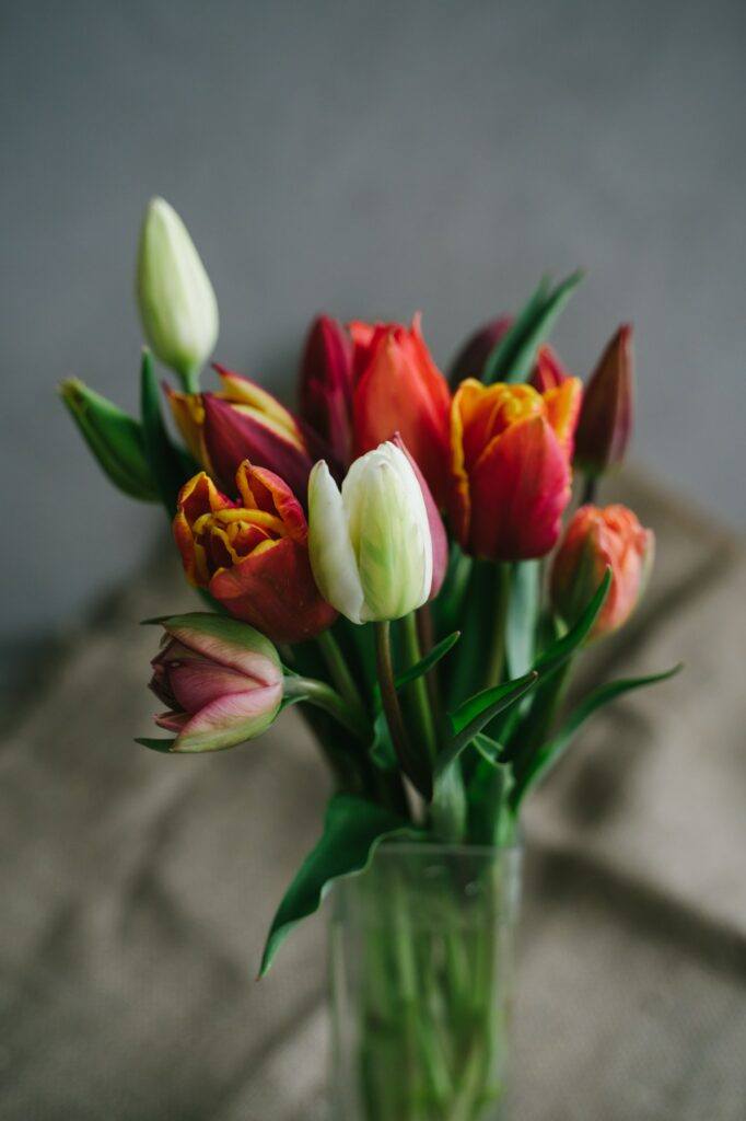 kytice zahradních tulipánů
