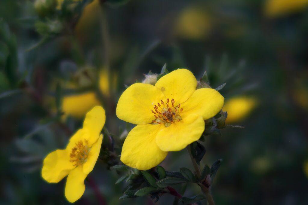 Close-up shot of shrubby cinquefoil flowers in the garden on a blurred background