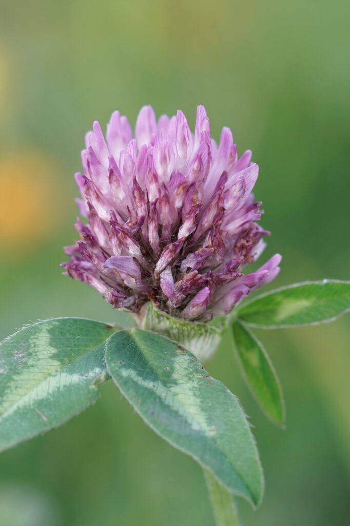 Closeup on the red clover, Trifolium pratense in a meadow