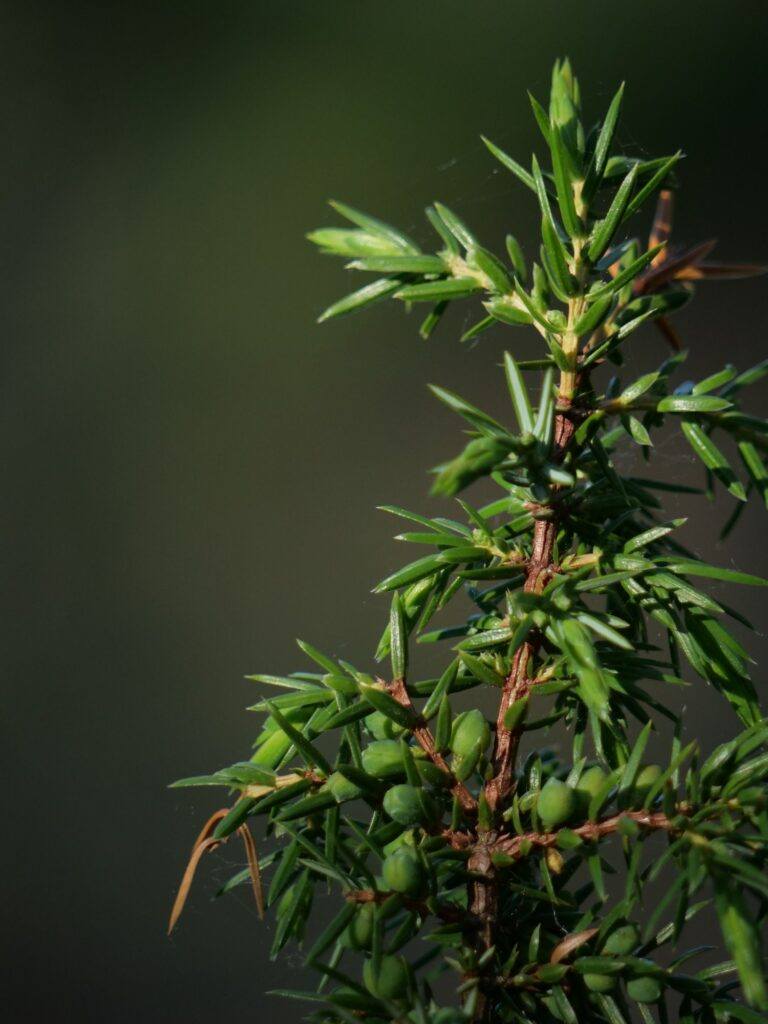 Jalovec obecný - Juniperus communis