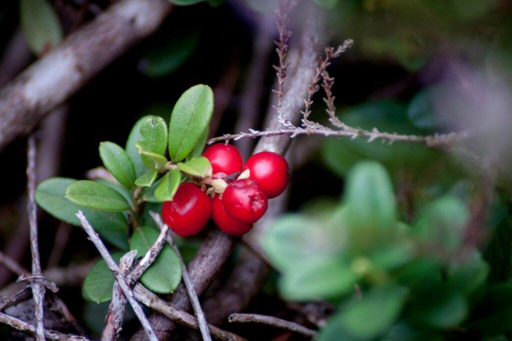 Closeup shot of lingonberries (Vaccinium vitis-idaea) on the branch