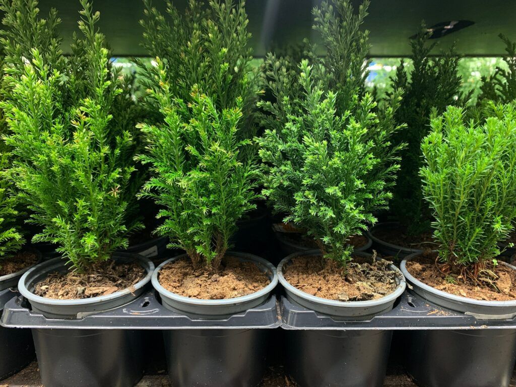 cypresses spruces sprout small bushes in pots with soil