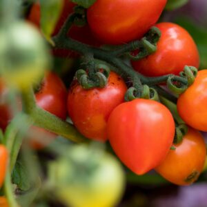 Septoriová skvrnitost rajčete napadá hlavně rajčata