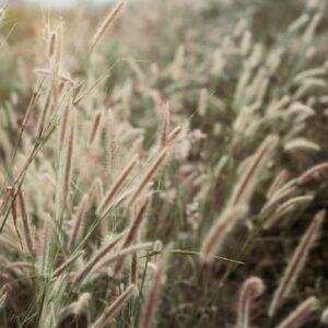 Červená nitkovitost trav napadá trávníky