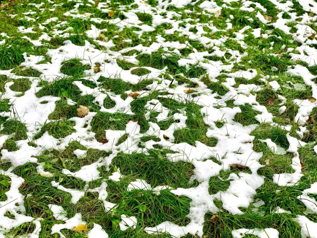 Plíseň sněžná - tráva pod sněhem
