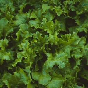 Plíseň salátu napadá všechny druhy salátu