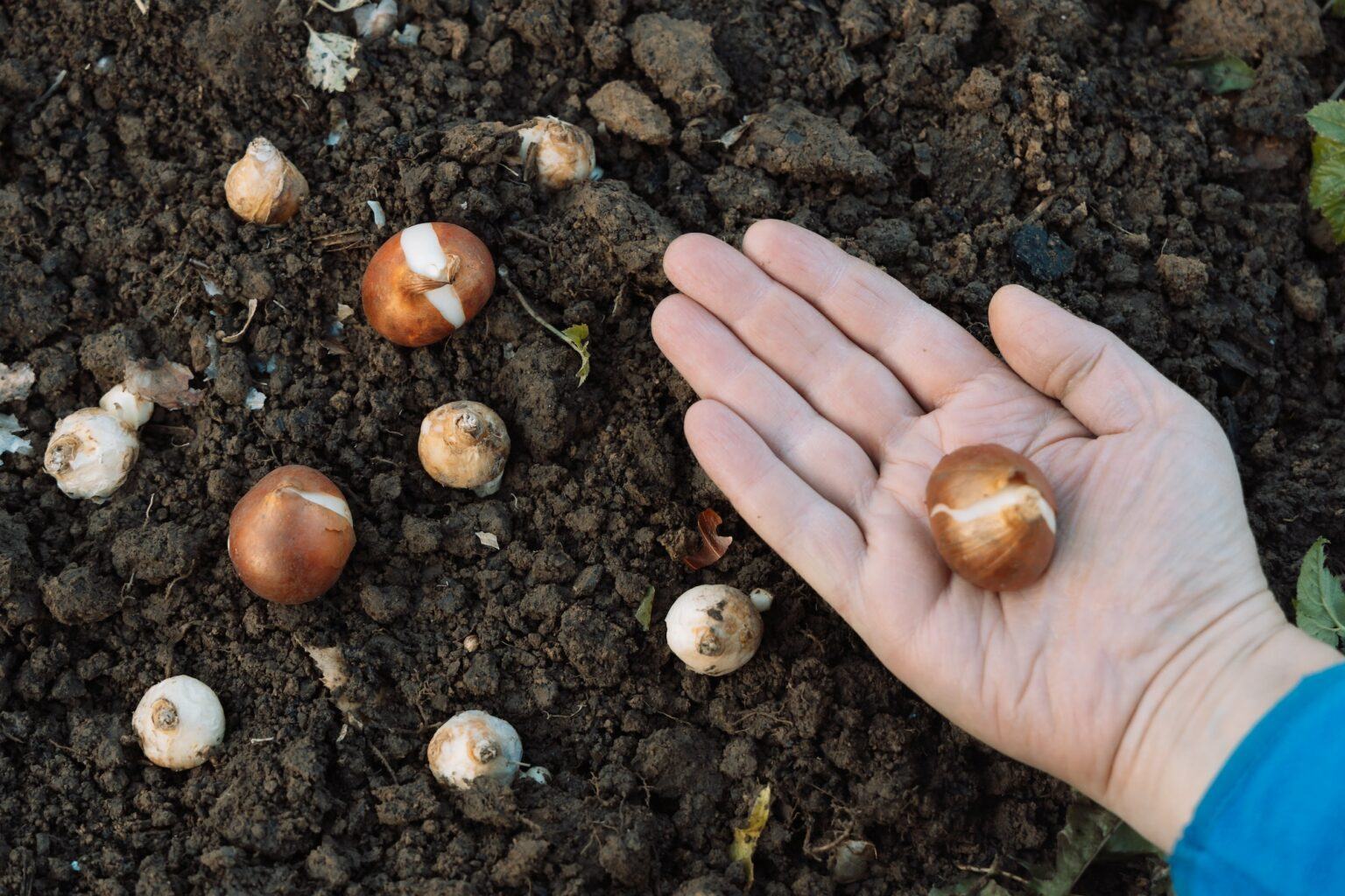Zahrada v březnu 15 Tulipány cibule před výsadbou