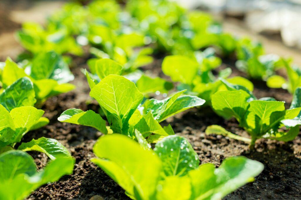 Plíseň salátu - pěstování odolných odrůd