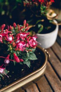 Pink Fuchsia in a golden pot