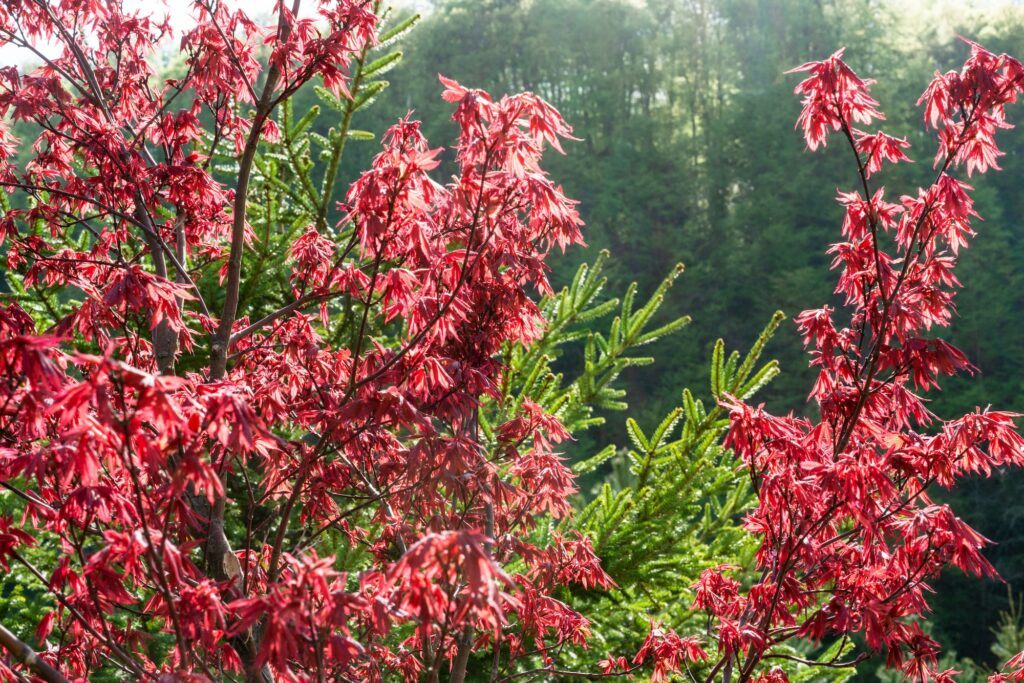 Červený javor - Acer rubrum