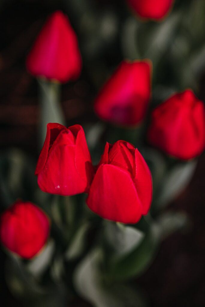 Červené tulipány v zahradě