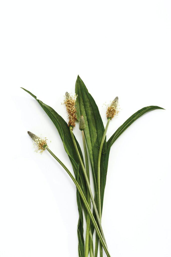 Jitrocel kopinatý - Plantago lanceolata