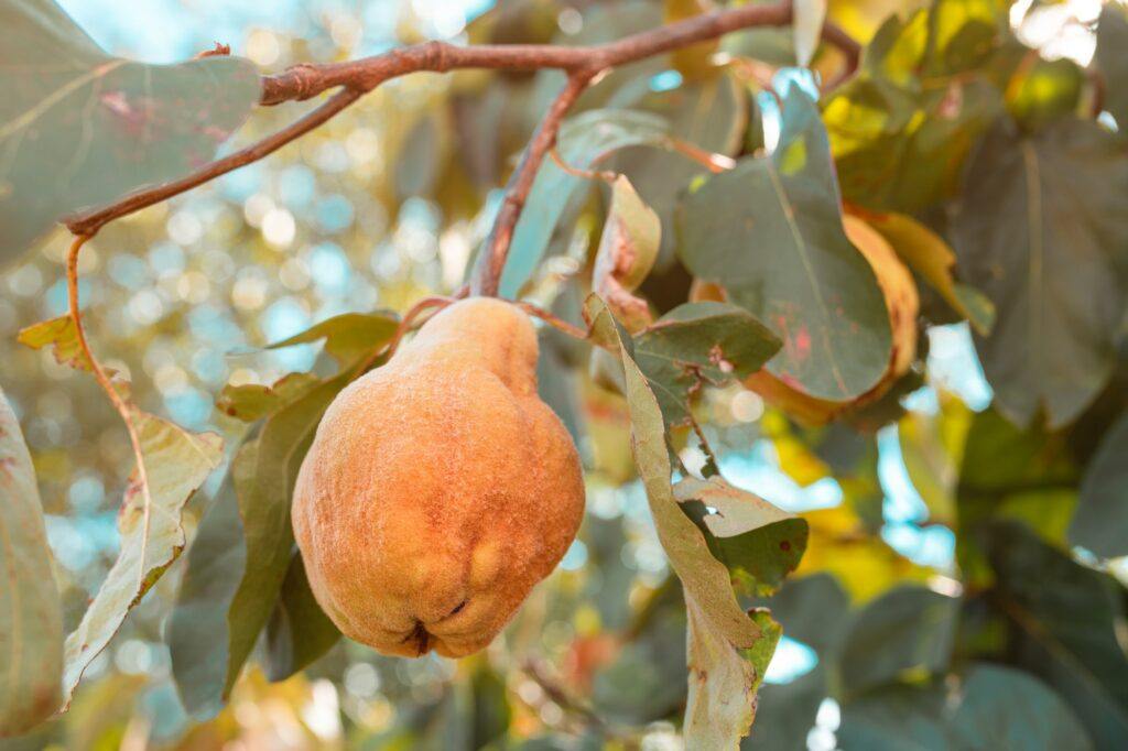 Ripe quince fruit in orchard