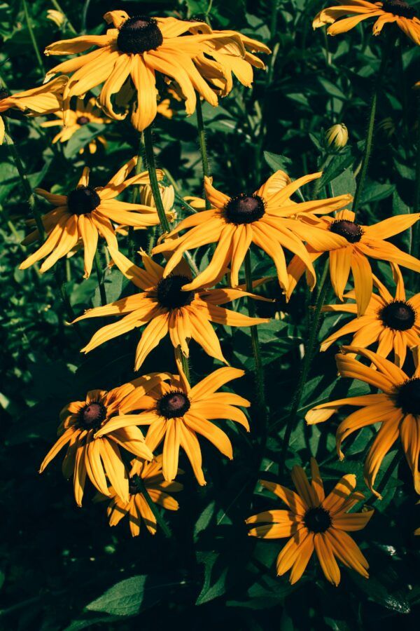 Rudbekia Goldsturm so sýtožltými kvetmi a tmavým stredom