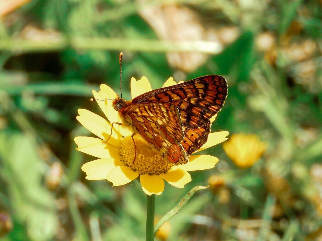 Tařice skalní svou žlutou barvou láká motýly