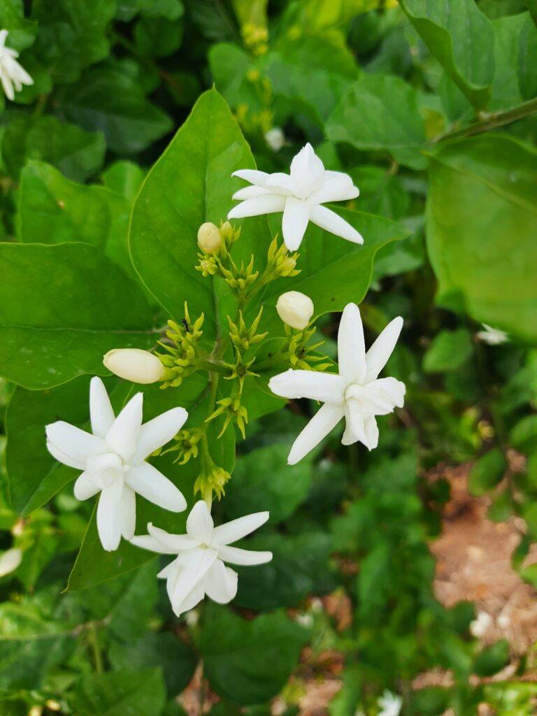 Jasmín arabský - Jasminum sambac