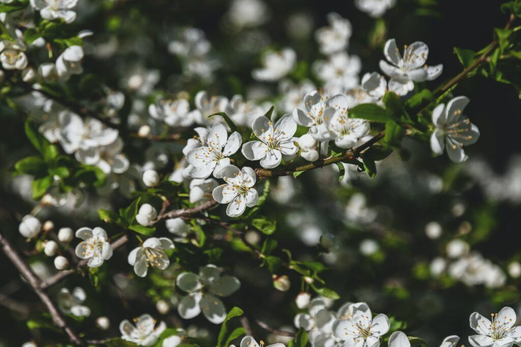 Trnka obecná kvetoucí - Prunus spinosa