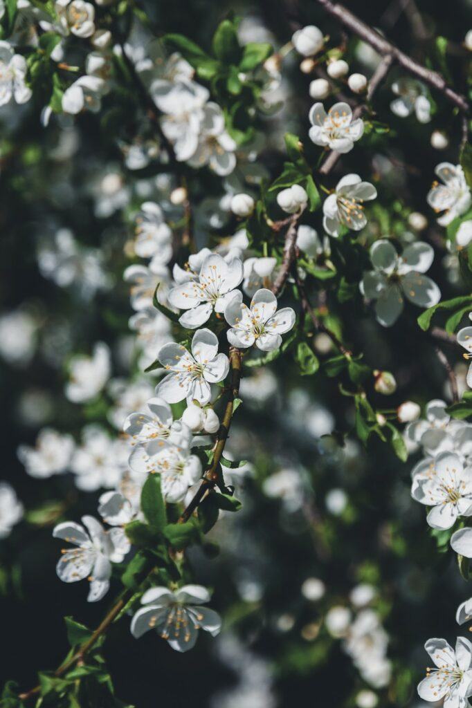 Trnka obecná květy - Prunus spinosa