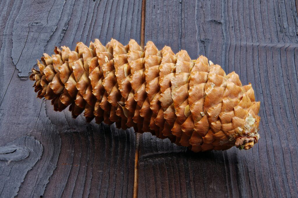 Spruce cone on a wooden background