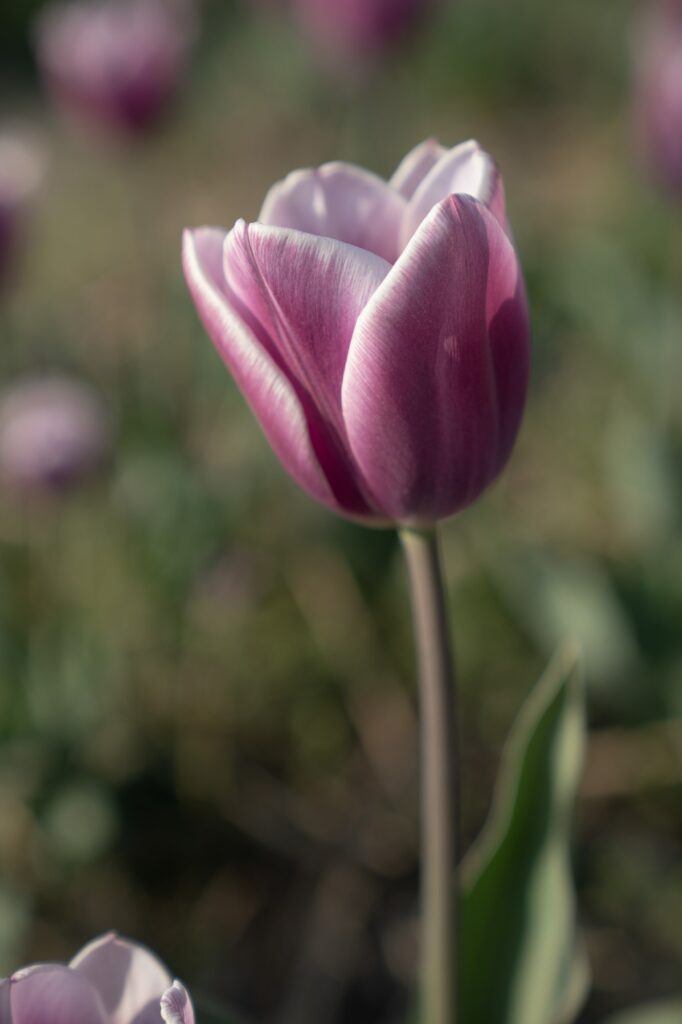 Tulip fialovobílý
