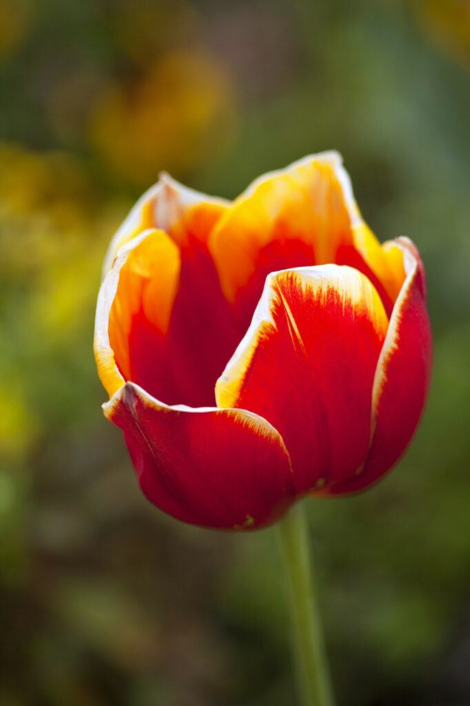 Tulip oranžovožlutý