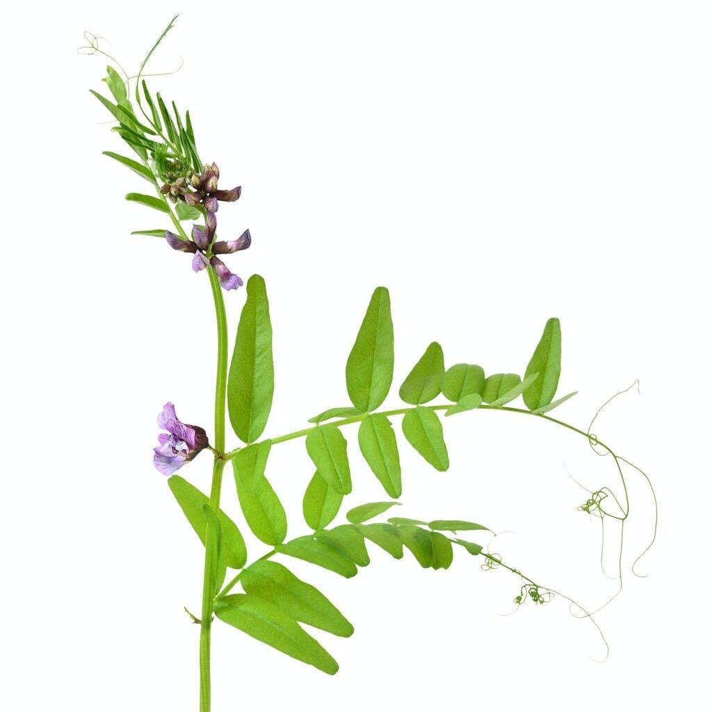 Vikev plotní - Vicia sepium