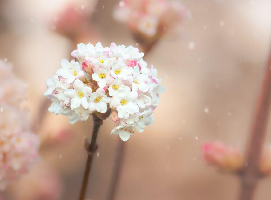 White-pink flower blossom viburnum farreri steam family, macro background.